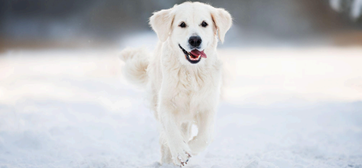 Seppic launches Sepifriend™, a dedicated ingredient line for pet care