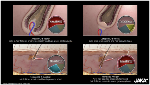 Inspired by Autophagy: Hairdian AP Offers  A New Solution for Anti-hair Loss